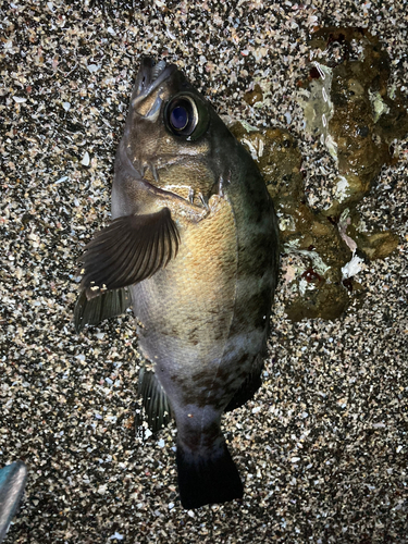 メバルの釣果