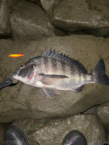 クロダイの釣果