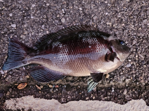 メジナの釣果