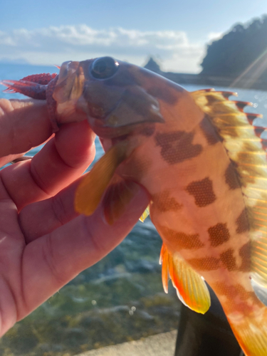 アカハタの釣果