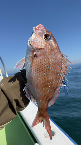 マダイの釣果