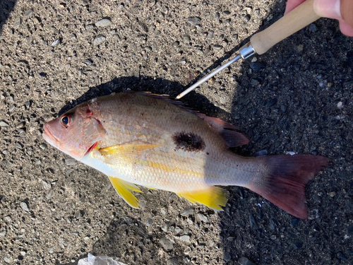 クロホシフエダイの釣果