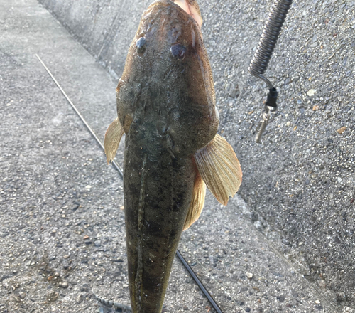 マゴチの釣果