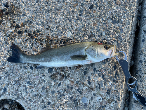 スズキの釣果