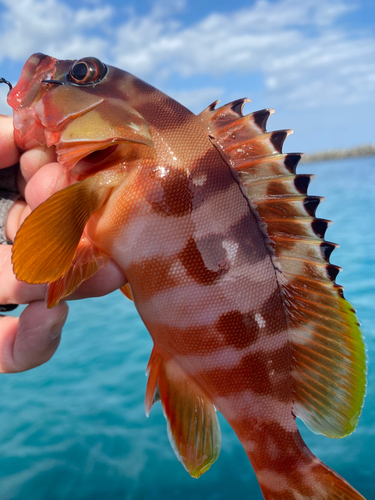 アカハタの釣果