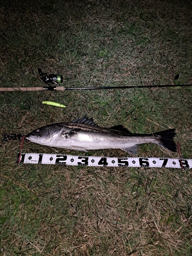 シーバスの釣果