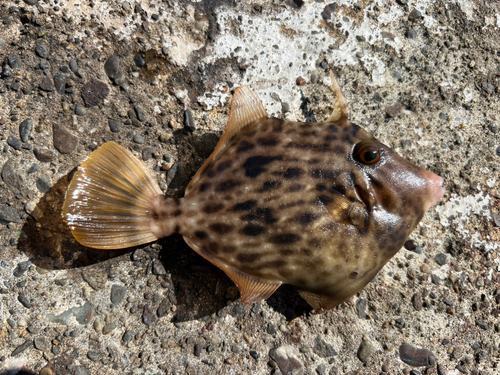 カワハギの釣果