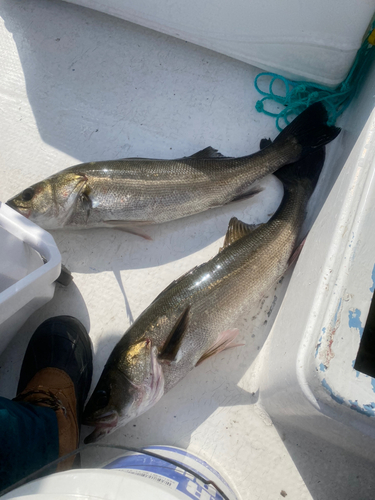 シーバスの釣果