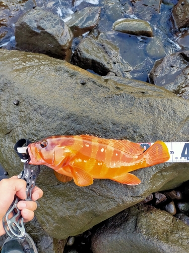 アカハタの釣果