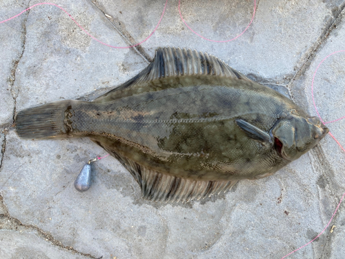 クロガシラガレイの釣果