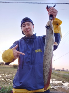 マナマズの釣果