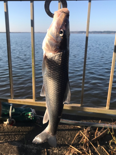 ニゴイの釣果