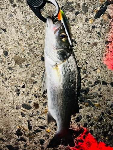 シーバスの釣果