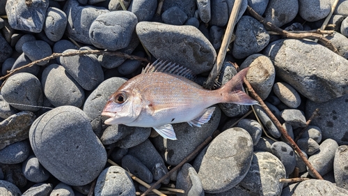 チャリコの釣果