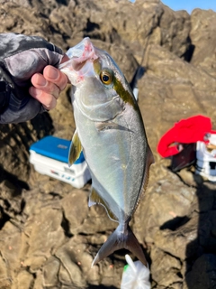 ショゴの釣果