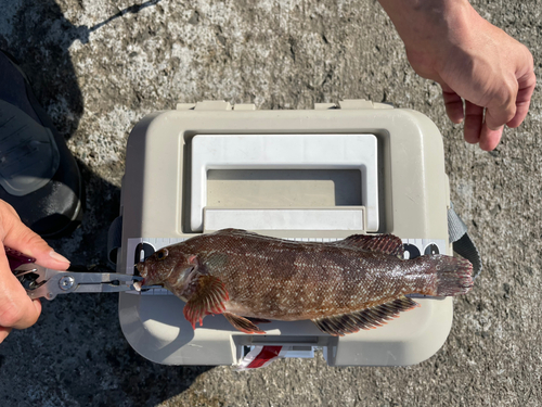 アイナメの釣果