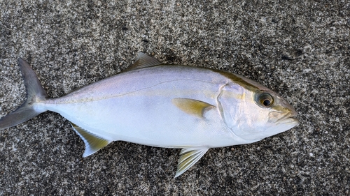 ネリゴの釣果