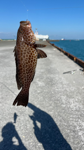 オオモンハタの釣果