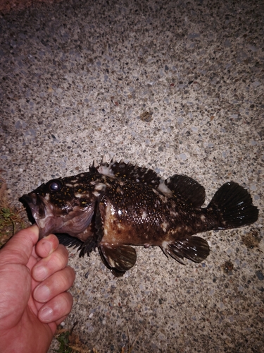 オウゴンムラソイの釣果