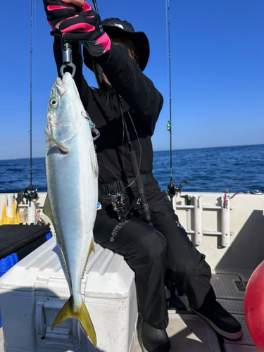 イナダの釣果