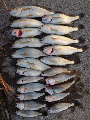 イシモチの釣果