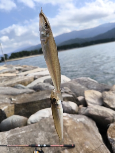 シロギスの釣果