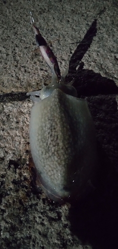 シリヤケイカの釣果