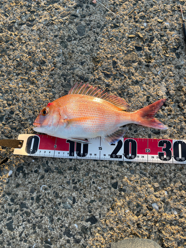 マダイの釣果