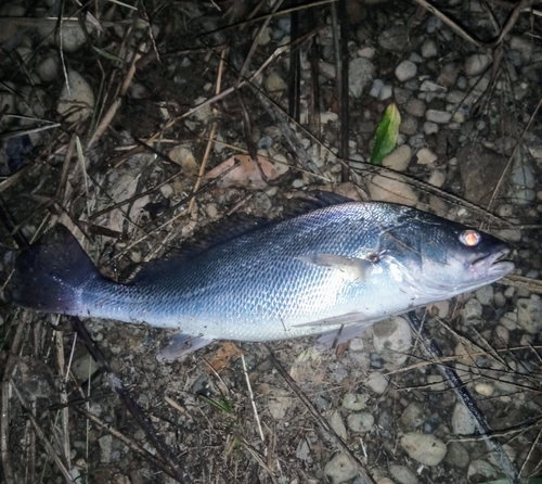 ニベの釣果