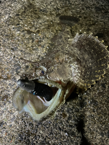 カジカの釣果