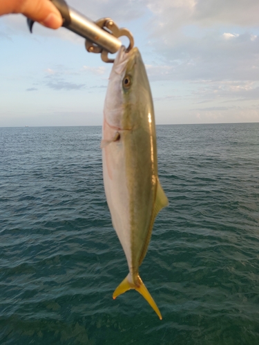 ブリの釣果