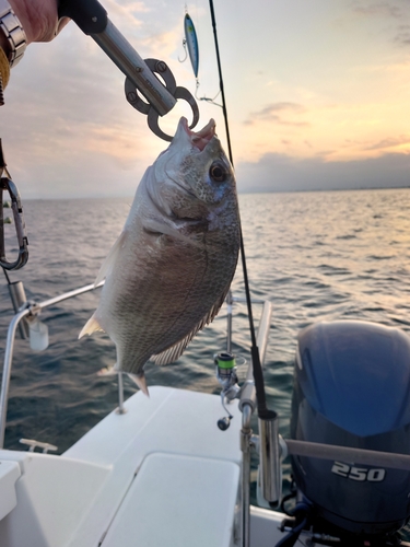 キチヌの釣果