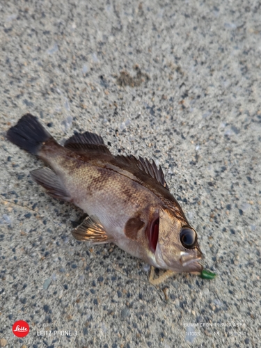 メバルの釣果