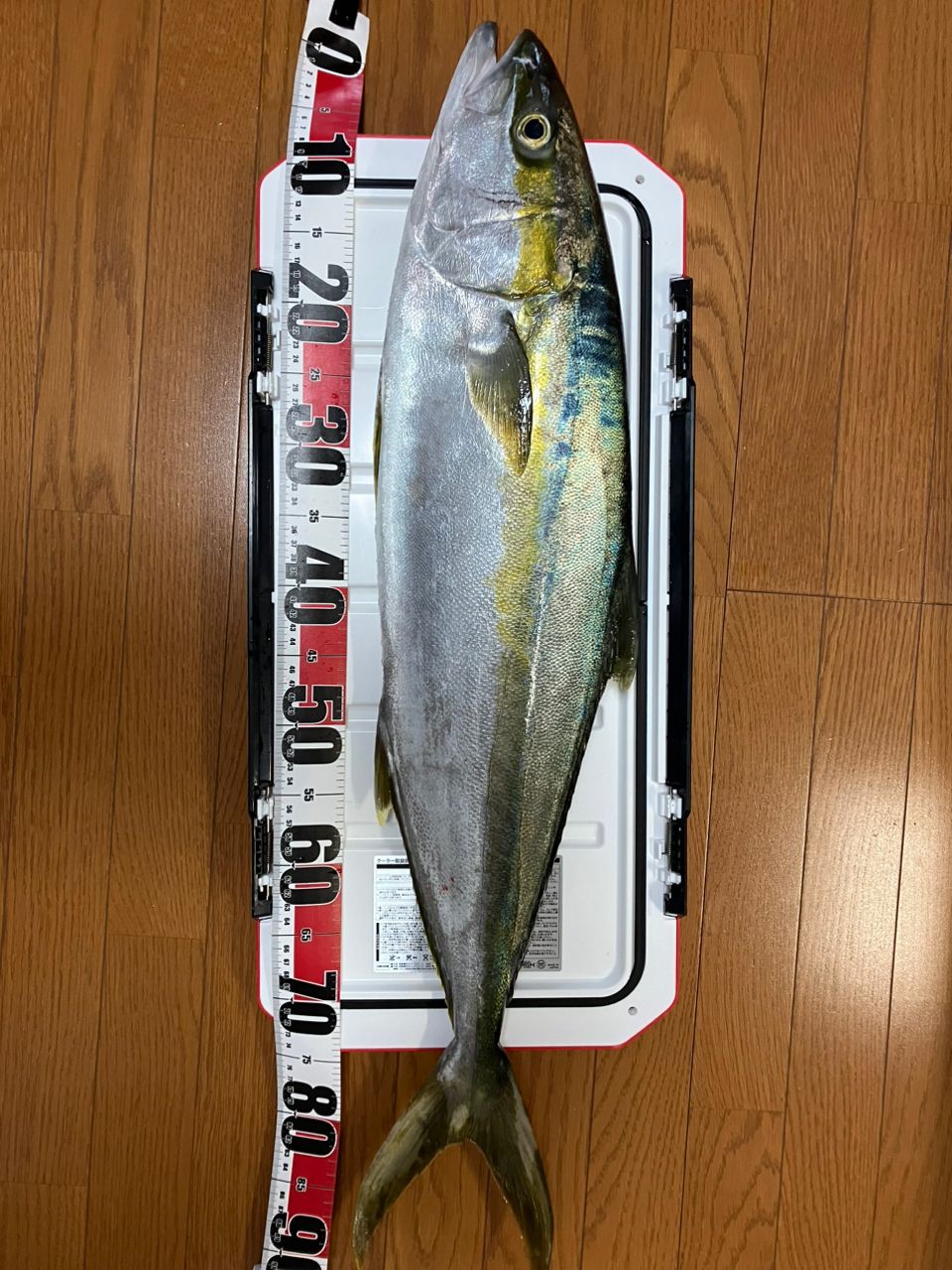 ガキリュウさんの釣果 3枚目の画像