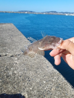 イネゴチの釣果