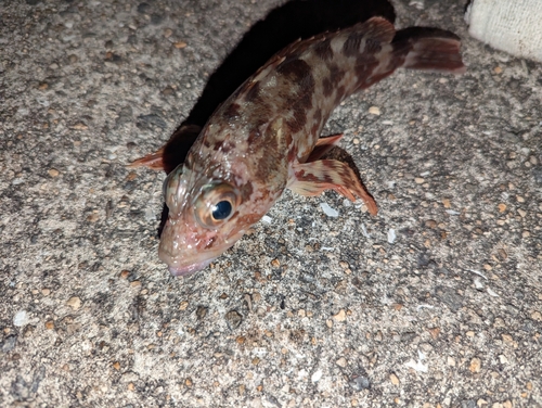 カサゴの釣果