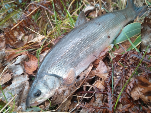 トラウトの釣果