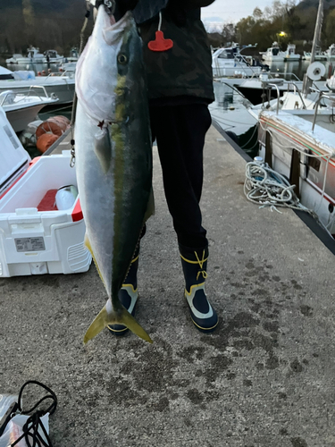 ブリの釣果