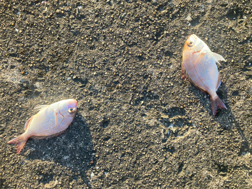 チャリコの釣果