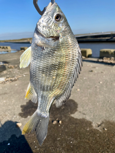 キチヌの釣果