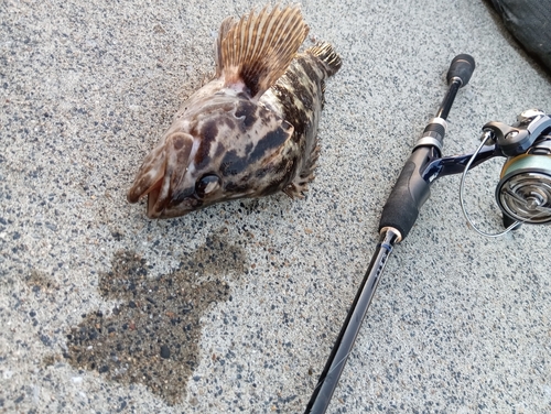 ベッコウゾイの釣果