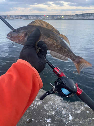 アイナメの釣果