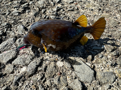 ハコフグの釣果