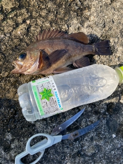 シロメバルの釣果