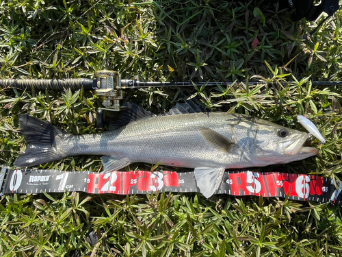 スズキの釣果