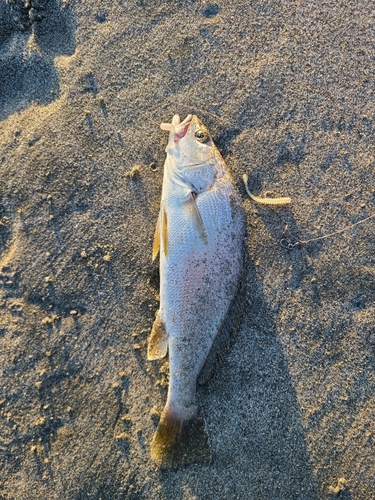 ニベの釣果