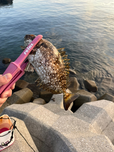 アイゴの釣果