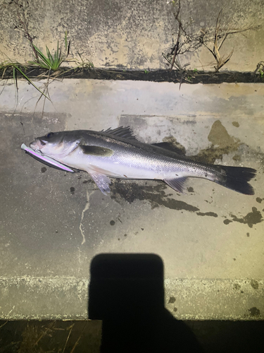 スズキの釣果