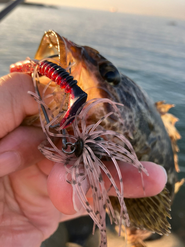 タケノコメバルの釣果