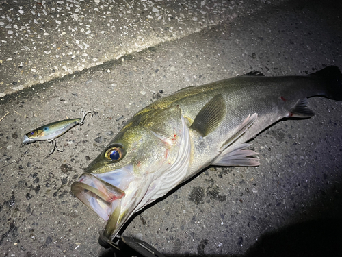 シーバスの釣果